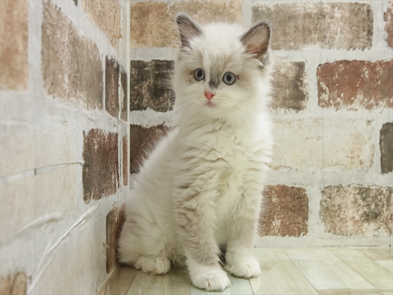 愛知県のマンチカン (ワンラブ名古屋守山インター総本店/2025年11月8日生まれ/女の子/ブルーポイントバイカラー)の子猫の3枚目の画像