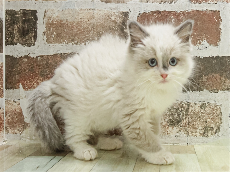 愛知県のマンチカン (ワンラブ名古屋守山インター総本店/2025年11月8日生まれ/女の子/ブルーポイントバイカラー)の子猫の2枚目の画像