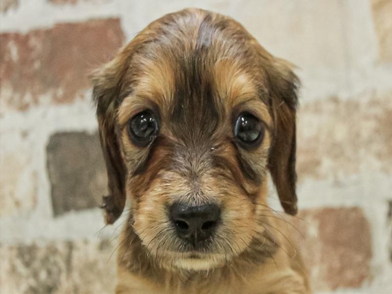 鹿児島県のミニチュアダックスフンド(ロング) (ワンラブニシムタ N'sCITY谷山店/2025年11月7日生まれ/女の子/シェーデットレッド)の子犬の1枚目の画像