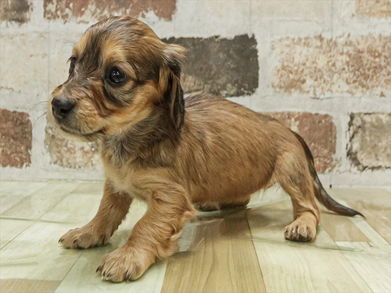 鹿児島県のミニチュアダックスフンド(ロング) (ワンラブニシムタ N'sCITY谷山店/2025年11月7日生まれ/女の子/シェーデットレッド)の子犬の2枚目の画像