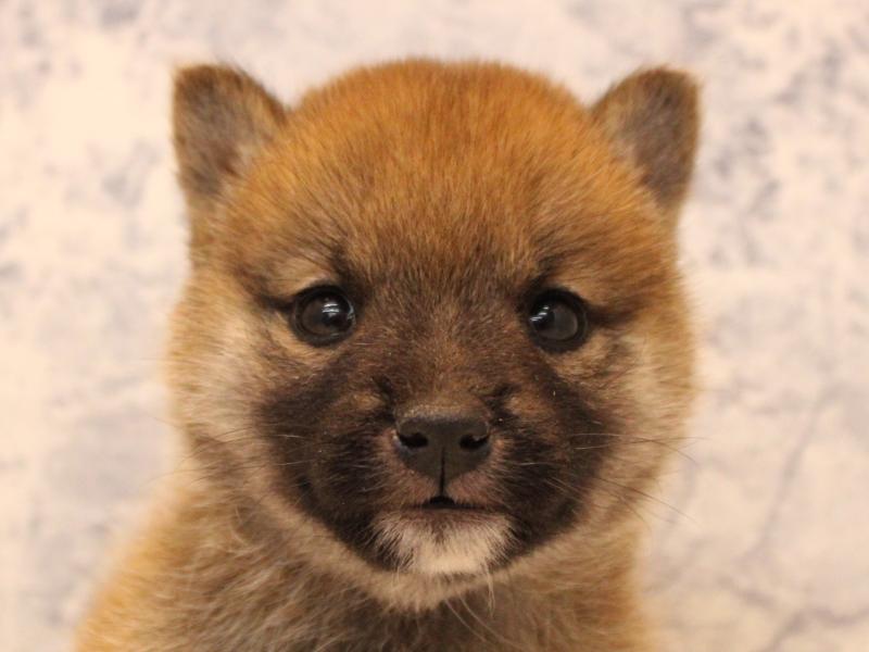 東京都の豆柴 (ワンラブ有明ガーデン東京本店/2025年11月9日生まれ/女の子/赤)の子犬の1枚目の画像