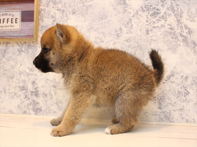 東京都の豆柴 (ワンラブ有明ガーデン東京本店/2025年11月9日生まれ/女の子/赤)の子犬の3枚目の画像