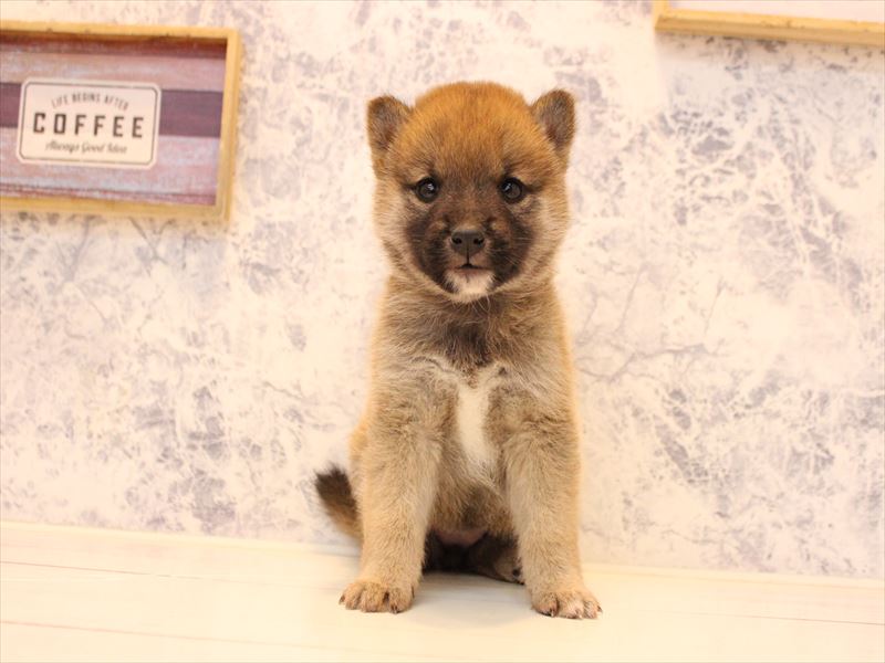 東京都の豆柴 (ワンラブ有明ガーデン東京本店/2025年11月9日生まれ/女の子/赤)の子犬の2枚目の画像