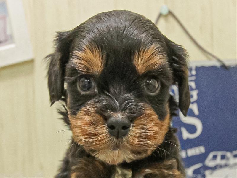 岐阜県のキャバプー(キャバリア×プードル) (ワンラブモレラ岐阜店/2025年11月8日生まれ/男の子/ブラックタン)の子犬の1枚目の画像