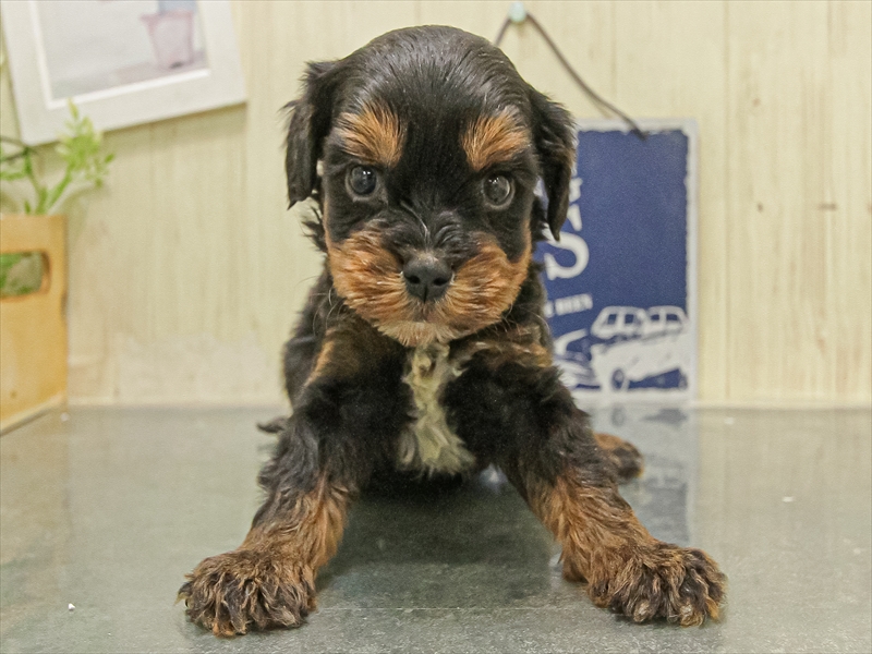 岐阜県のキャバプー(キャバリア×プードル) (ワンラブモレラ岐阜店/2025年11月8日生まれ/男の子/ブラックタン)の子犬の3枚目の画像