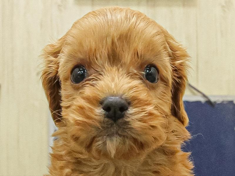 鹿児島県のキャバプー(キャバリア×プードル) (ワンラブニシムタ N'sCITY谷山店/2025年11月8日生まれ/女の子/レッド)の子犬