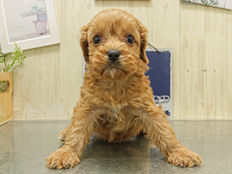 鹿児島県のキャバプー(キャバリア×プードル) (ワンラブニシムタ N'sCITY谷山店/2025年11月8日生まれ/女の子/レッド)の子犬の3枚目の画像