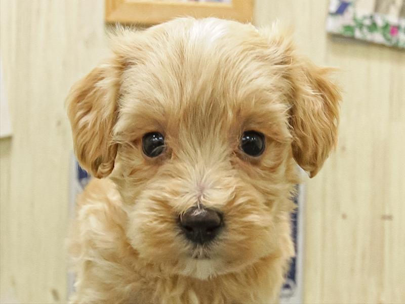 愛知県のマルプー(マルチーズ×プードル) (ワンラブ名古屋守山インター総本店/2025年11月8日生まれ/女の子/クリーム)の子犬の1枚目の画像