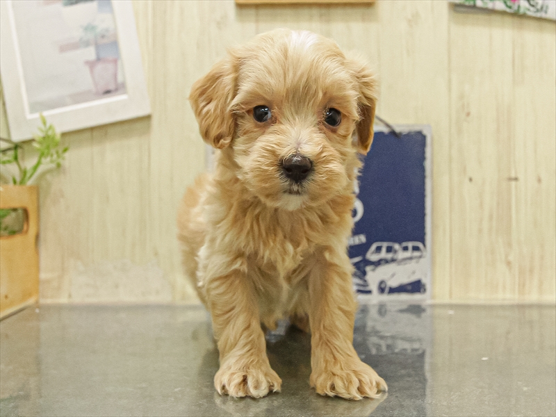 愛知県のマルプー(マルチーズ×プードル) (ワンラブ名古屋守山インター総本店/2025年11月8日生まれ/女の子/クリーム)の子犬の3枚目の画像