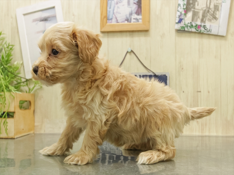 愛知県のマルプー(マルチーズ×プードル) (ワンラブ名古屋守山インター総本店/2025年11月8日生まれ/女の子/クリーム)の子犬の2枚目の画像