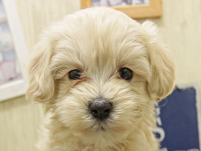 愛知県のマルプー(マルチーズ×プードル) (ワンラブ名古屋守山インター総本店/2025年11月8日生まれ/男の子/クリーム)の子犬の1枚目の画像