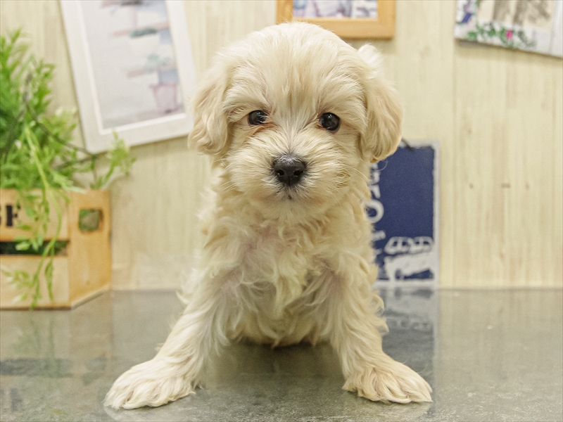 愛知県のマルプー(マルチーズ×プードル) (ワンラブ名古屋守山インター総本店/2025年11月8日生まれ/男の子/クリーム)の子犬の3枚目の画像