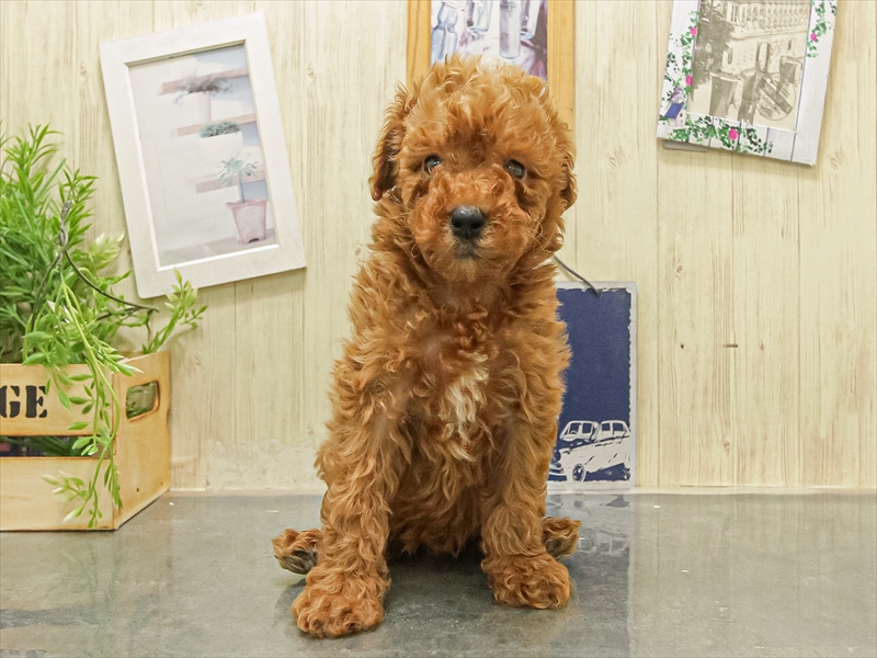 福岡県のトイプードル(トイ) (ワンラブ福岡総本店/2025年11月8日生まれ/男の子/レッド)の子犬の3枚目の画像