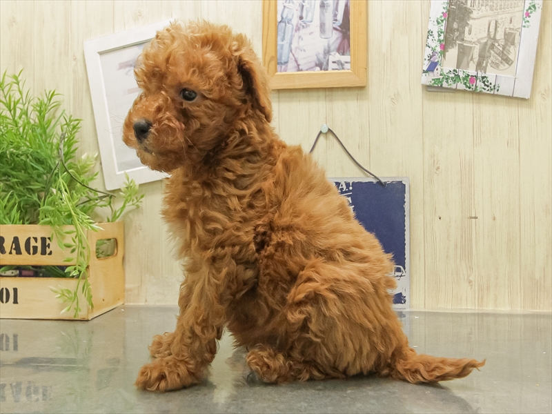 福岡県のトイプードル(トイ) (ワンラブ福岡総本店/2025年11月8日生まれ/男の子/レッド)の子犬の2枚目の画像