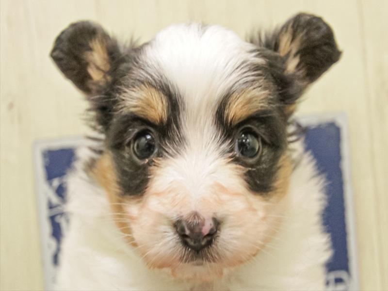 滋賀県のパピヨン (ワンラブピエリ守山店/2025年11月9日生まれ/女の子/トライカラー)の子犬の1枚目の画像