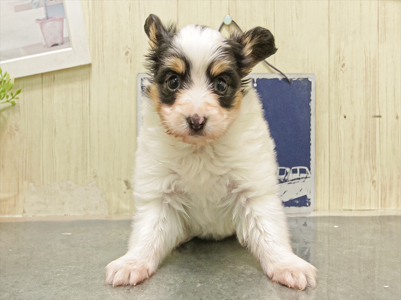 滋賀県のパピヨン (ワンラブピエリ守山店/2025年11月9日生まれ/女の子/トライカラー)の子犬の3枚目の画像