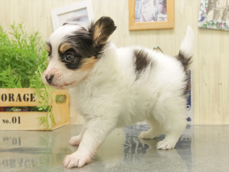 滋賀県のパピヨン (ワンラブピエリ守山店/2025年11月9日生まれ/女の子/トライカラー)の子犬の2枚目の画像
