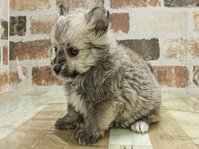 三重県のポメマル/マルポメ(ポメラニアン×マルチーズ) (ワンラブホームセンターバロー松阪店/2025年11月8日生まれ/女の子/セーブルホワイト)の子犬の2枚目の画像