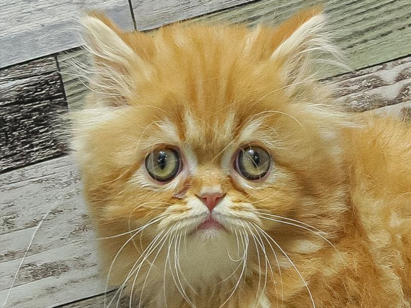 秋田県のエキゾチック (ワンラブフレスポ御所野店/2025年11月7日生まれ/男の子/レッドタビー)の子猫の1枚目の画像