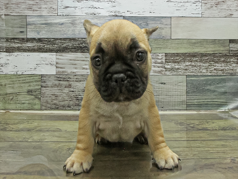 愛知県のフレンチブルドッグ (ワンラブ名古屋守山インター総本店/2025年11月7日生まれ/女の子/フォーン)の子犬の3枚目の画像