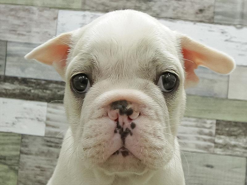 岩手県のフレンチブルドッグ (ワンラブイオンモール盛岡店/2025年11月7日生まれ/男の子/クリーム)の子犬の1枚目の画像