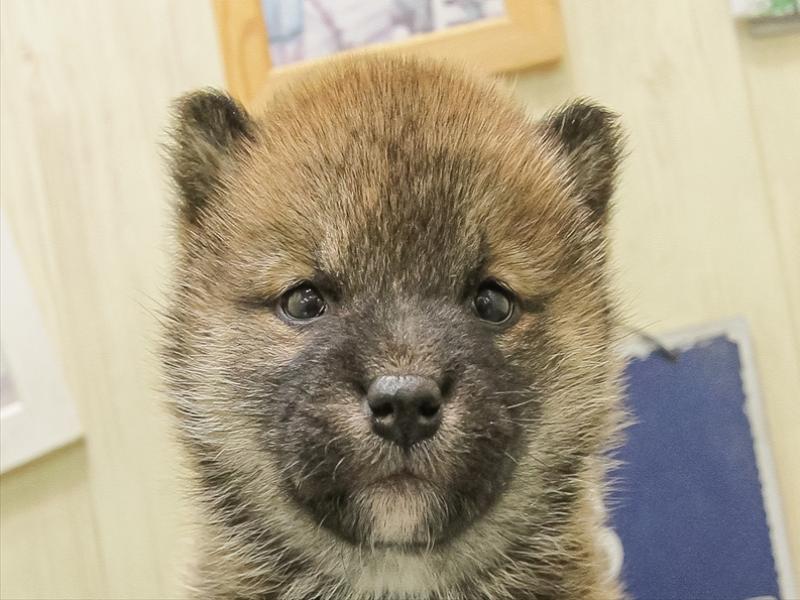 鹿児島県の柴犬(標準サイズ) (ワンラブニシムタ N'sCITY谷山店/2025年11月9日生まれ/女の子/赤)の子犬
