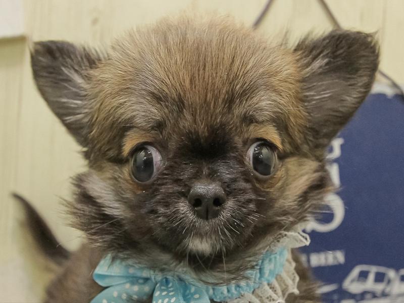 北海道のチワワ(ロング) (ワンラブイオン 石狩緑苑台店/2025年10月16日生まれ/男の子/レッド)の子犬の1枚目の画像