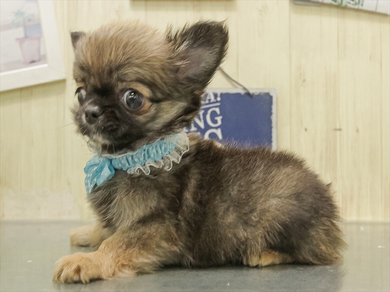 北海道のチワワ(ロング) (ワンラブイオン 石狩緑苑台店/2025年10月16日生まれ/男の子/レッド)の子犬の2枚目の画像