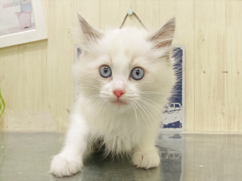 岩手県のラグドール (ワンラブイオンモール盛岡店/2025年11月6日生まれ/男の子/ブルーポイントバイカラー)の子猫の3枚目の画像