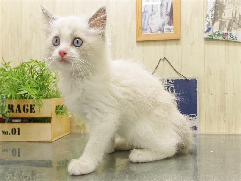 岩手県のラグドール (ワンラブイオンモール盛岡店/2025年11月6日生まれ/男の子/ブルーポイントバイカラー)の子猫の2枚目の画像