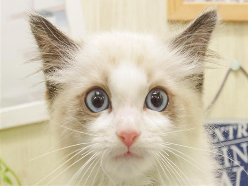 愛知県のラグドール (ワンラブららぽーと安城店/2025年10月21日生まれ/女の子/ブルーポイントバイカラー)の子猫の1枚目の画像