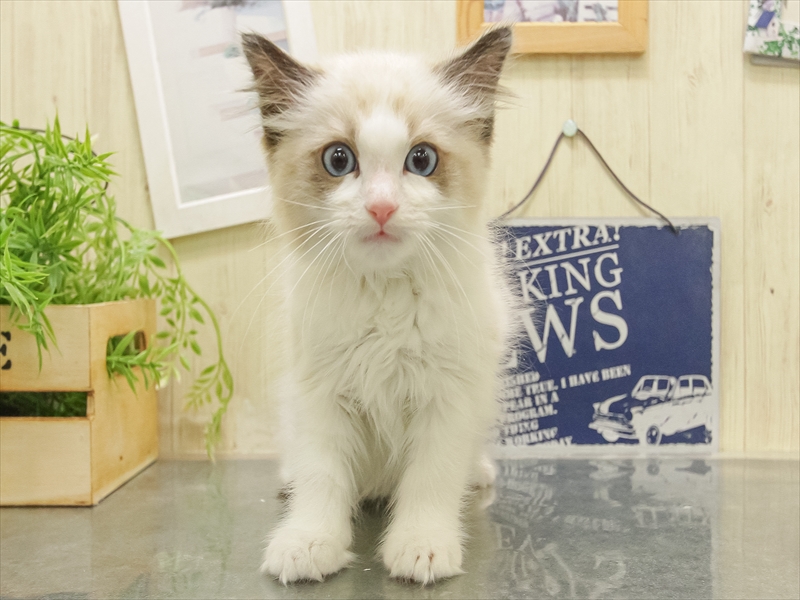 愛知県のラグドール (ワンラブららぽーと安城店/2025年10月21日生まれ/女の子/ブルーポイントバイカラー)の子猫の3枚目の画像