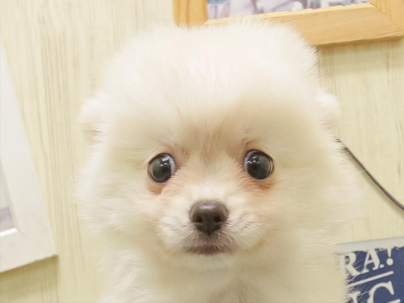 愛知県のポメチワ/チワポメ/ポメチー(ポメラニアン×チワワ) (ワンラブペッツビレッジ アピタ刈谷店(FC)/2025年11月9日生まれ/女の子/クリーム)の子犬の1枚目の画像