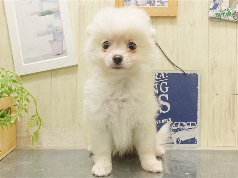 愛知県のポメチワ/チワポメ/ポメチー(ポメラニアン×チワワ) (ワンラブペッツビレッジ アピタ刈谷店(FC)/2025年11月9日生まれ/女の子/クリーム)の子犬の3枚目の画像
