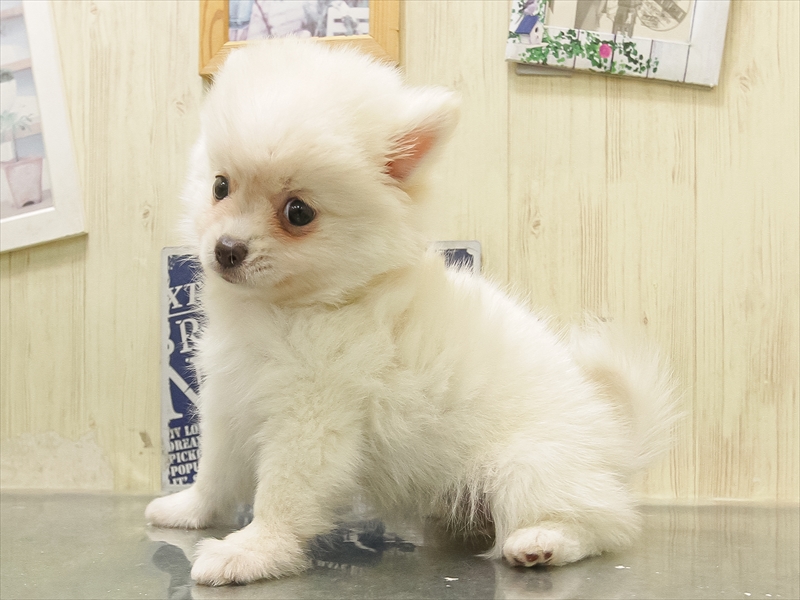 愛知県のポメチワ/チワポメ/ポメチー(ポメラニアン×チワワ) (ワンラブペッツビレッジ アピタ刈谷店(FC)/2025年11月9日生まれ/女の子/クリーム)の子犬の2枚目の画像