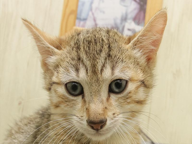 愛知県のエジプシャンマウ (ワンラブ名古屋守山インター総本店/2025年11月1日生まれ/男の子/ブロンズ)の子猫の1枚目の画像