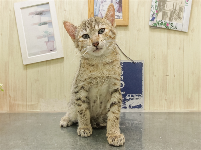 愛知県のエジプシャンマウ (ワンラブ名古屋守山インター総本店/2025年11月1日生まれ/男の子/ブロンズ)の子猫の3枚目の画像
