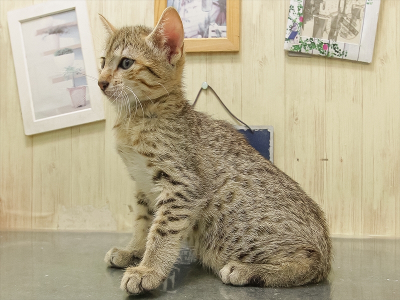 愛知県のエジプシャンマウ (ワンラブ名古屋守山インター総本店/2025年11月1日生まれ/男の子/ブロンズ)の子猫の2枚目の画像