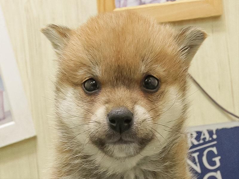 愛知県の柴犬(標準サイズ) (ワンラブ星崎店(FC)/2025年11月9日生まれ/女の子/赤)の子犬の1枚目の画像