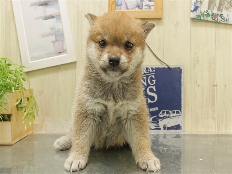 愛知県の柴犬(標準サイズ) (ワンラブ星崎店(FC)/2025年11月9日生まれ/女の子/赤)の子犬の3枚目の画像