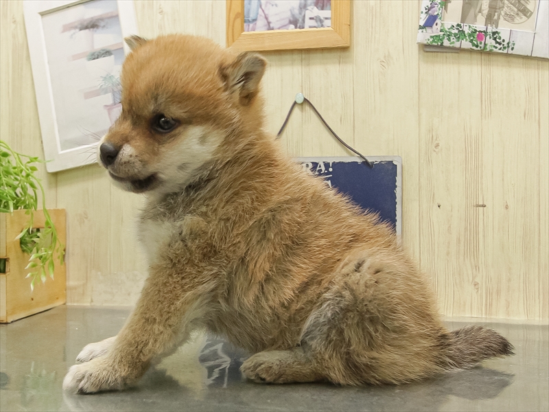 愛知県の柴犬(標準サイズ) (ワンラブ星崎店(FC)/2025年11月9日生まれ/女の子/赤)の子犬の2枚目の画像