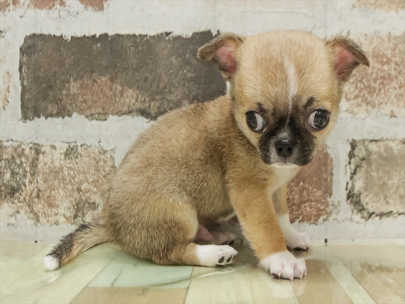 静岡県のチワワ(ロング) (ワンラブ浜松本店/2025年11月9日生まれ/男の子/レッドホワイト)の子犬の2枚目の画像
