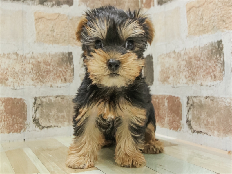 兵庫県のヨークシャーテリア (ワンラブブルメール舞多聞店/2025年11月7日生まれ/男の子/スチールブルータン)の子犬の3枚目の画像