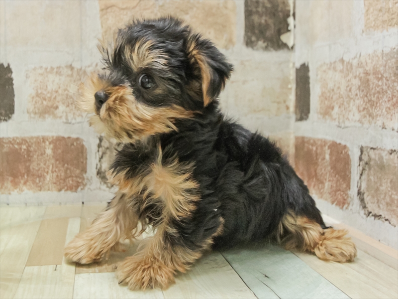 兵庫県のヨークシャーテリア (ワンラブブルメール舞多聞店/2025年11月7日生まれ/男の子/スチールブルータン)の子犬の2枚目の画像