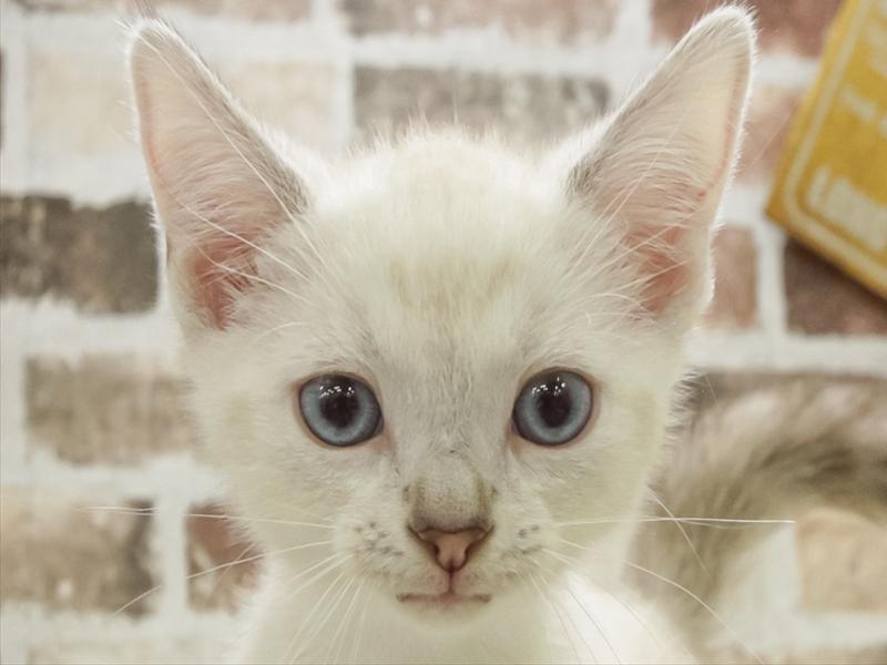 兵庫県のアメリカンショートヘアー (ワンラブブルメール舞多聞店/2025年11月4日生まれ/男の子/シールリンクスポイント)の子猫の1枚目の画像