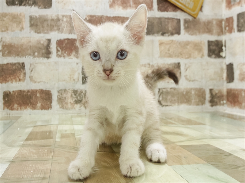 兵庫県のアメリカンショートヘアー (ワンラブブルメール舞多聞店/2025年11月4日生まれ/男の子/シールリンクスポイント)の子猫の3枚目の画像