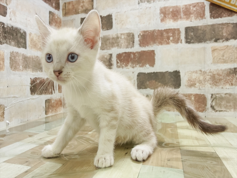 兵庫県のアメリカンショートヘアー (ワンラブブルメール舞多聞店/2025年11月4日生まれ/男の子/シールリンクスポイント)の子猫の2枚目の画像