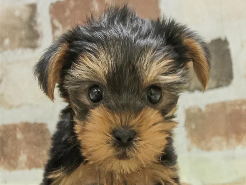 岐阜県のヨークシャーテリア (ワンラブモレラ岐阜店/2025年11月7日生まれ/女の子/スチールブルータン)の子犬の1枚目の画像