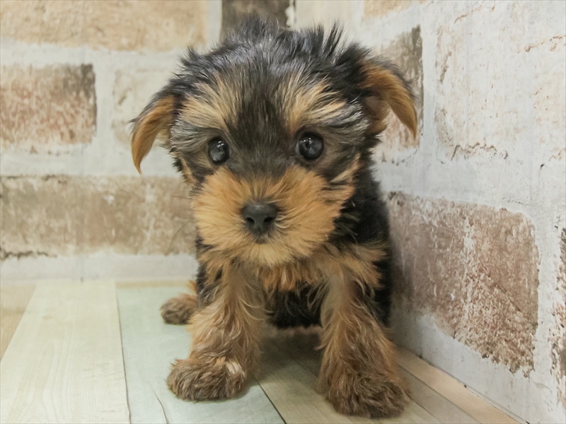 岐阜県のヨークシャーテリア (ワンラブモレラ岐阜店/2025年11月7日生まれ/女の子/スチールブルータン)の子犬の3枚目の画像