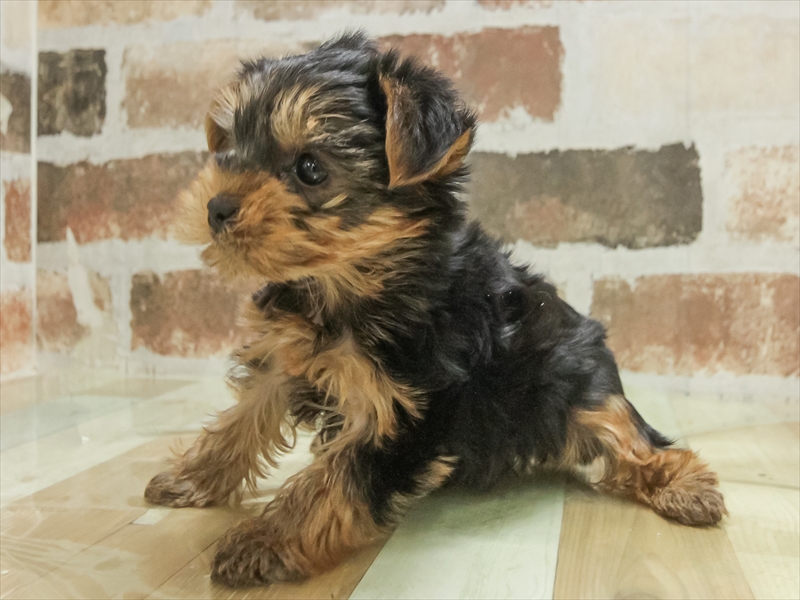 岐阜県のヨークシャーテリア (ワンラブモレラ岐阜店/2025年11月7日生まれ/女の子/スチールブルータン)の子犬の2枚目の画像